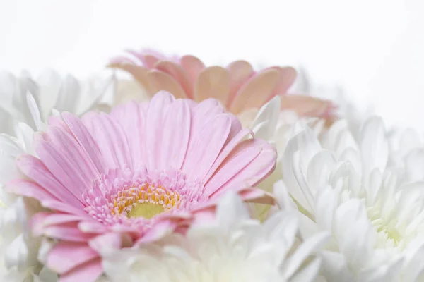 Natura morta di fiori su sfondo bianco — Foto Stock