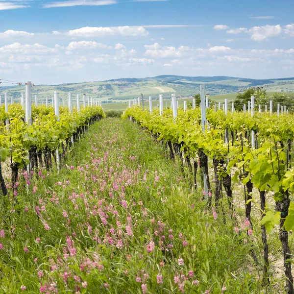 Květinové rozestupy v organické vinici u Velkých Bilovic, Morava, — Stock fotografie