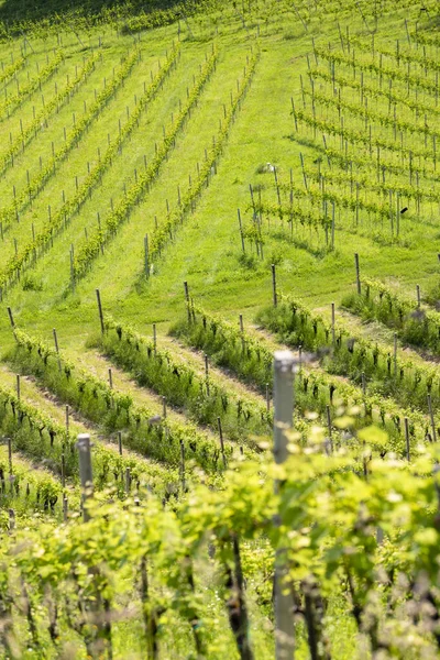 Winnica na austriackiej granicy słoweńskiej w Styrii — Zdjęcie stockowe