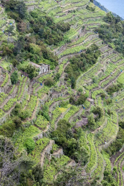 Виноградники на побережье, Cinque Terre, Италия — стоковое фото
