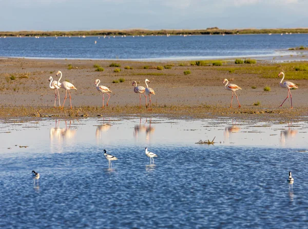 Nationaal park Camargue, Provence, Frankrijk — Stockfoto