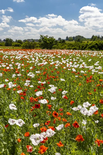 Campo di papavero, Vysoocina vicino a Zdar nad Sazavou, Repubblica Ceca — Foto Stock