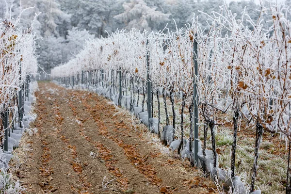 Виноградники зимой, регион Зноймо, Чехия — стоковое фото