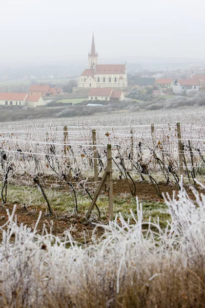 Vignobles en hiver, région de Znojmo, République tchèque — Photo