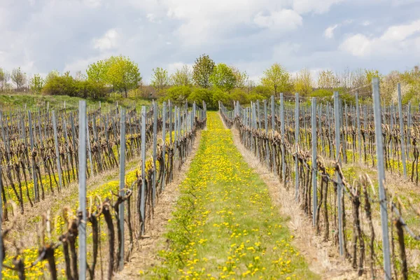 Vingårdar nära Hnanice, Znojmo region, Tjeckien — Stockfoto