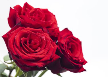 Bir buket taze gül, çiçek arkaplanı.