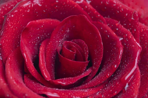 Kytice z čerstvých růží, květinové pozadí — Stock fotografie