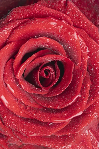 Аромат свежих роз, цветочный фон — стоковое фото