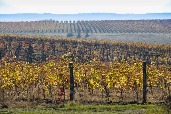 Vineyard near the city Eger, northern Hungary — Stock Photo, Image