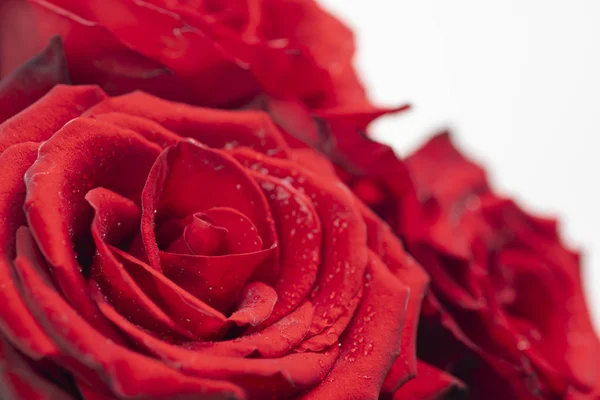 Μπουκέτο με φρέσκα τριαντάφυλλα, φλοράλ φόντο — Φωτογραφία Αρχείου
