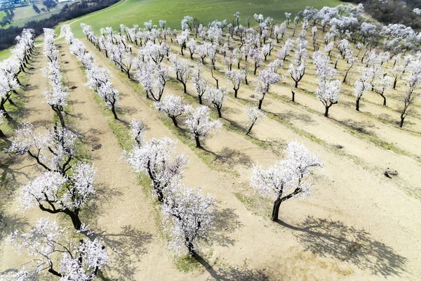 ハストペチェのアーモンドの木の果樹園,南モラヴィア,チェコ共和国 — ストック写真