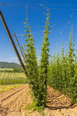 Çek Cumhuriyeti 'nin Zatec bölgesinde sıçrama alanı