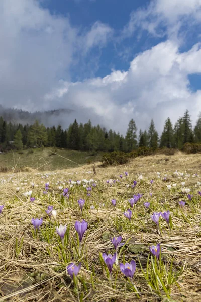 Wczesna wiosna kwitnąca łąka z krokusami w Sella di Rioda, Alpy — Zdjęcie stockowe