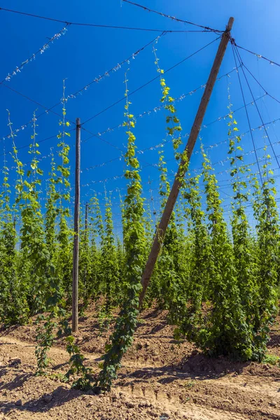 Hop field in regio Zatec, Tsjechië — Stockfoto