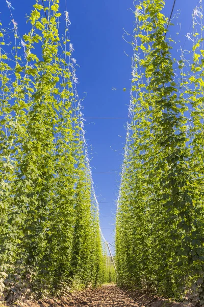 Hop field in regio Zatec, Tsjechië — Stockfoto