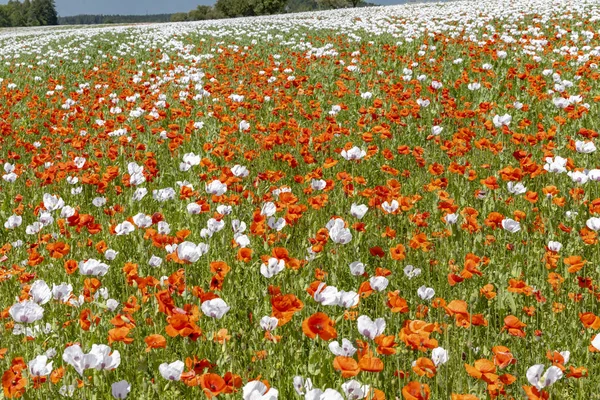 Poppy field, Vysoocina közel Zdar nad Sazavou, Csehország — Stock Fotó