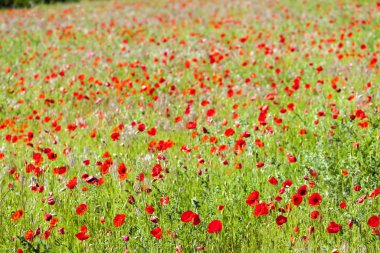 haşhaş ile çayır, Provence, Fransa