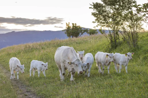 Witte koeien, regio spis, Slowakije — Stockfoto