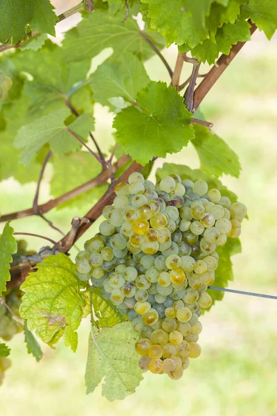 Wijngaard op het moment van de oogst bij Retz, Oostenrijk — Stockfoto