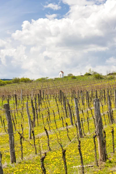 Виноградники рядом с Hnanice, Znojmo region, Чехия — стоковое фото