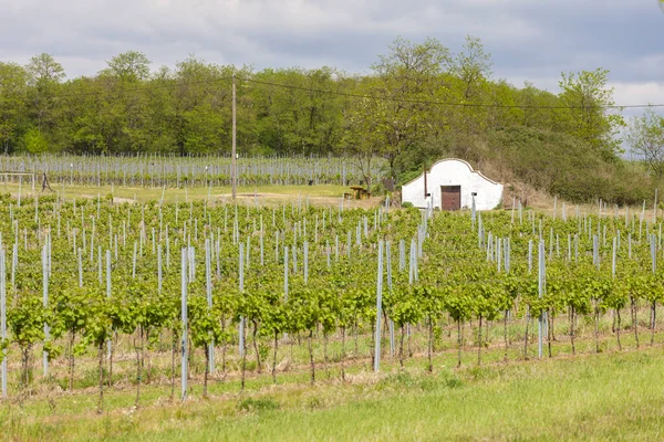 Viñedo en el sur de Moravia, República Checa — Foto de Stock