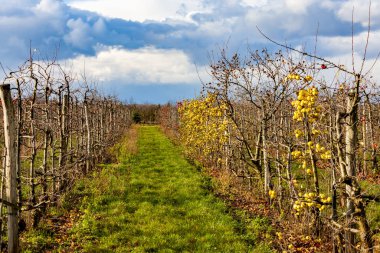 Elmalı meyve bahçesi, Güney Moravie, Çek Cumhuriyeti