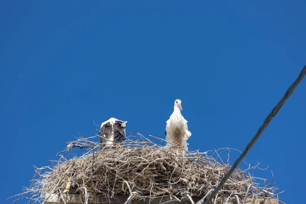 Storks Village Hortobagy Hortobagy Hungaria — Stock Photo, Image