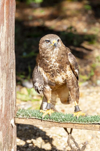 Hortobagy Köyü Yakınlarındaki Falcon Hortobagy Macaristan — Stok fotoğraf