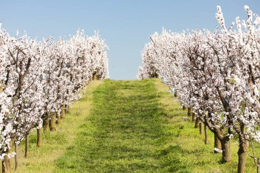 Baharda çiçek açan meyve bahçesiyle manzara