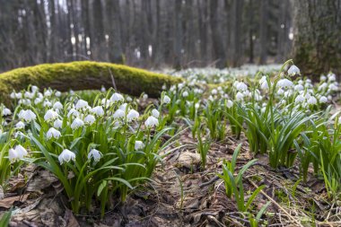 İlkbahar ormanı ilkbahar kar tanesi, Vysocina, Çek