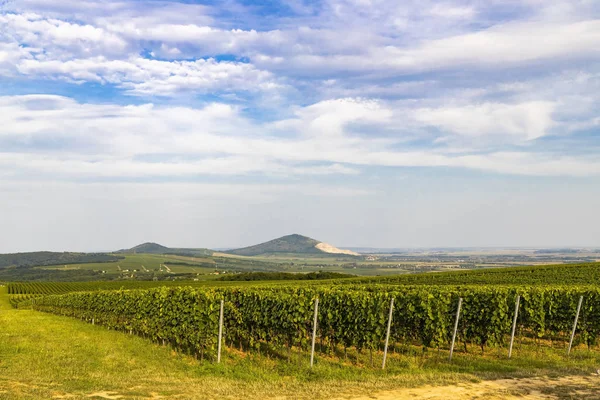 Vigneti Vicino Villany Baranya Ungheria Meridionale — Foto Stock