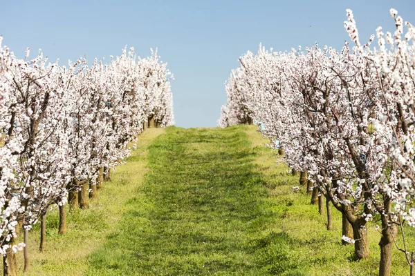 Paesaggio Con Frutteto Fiorito Primavera — Foto Stock