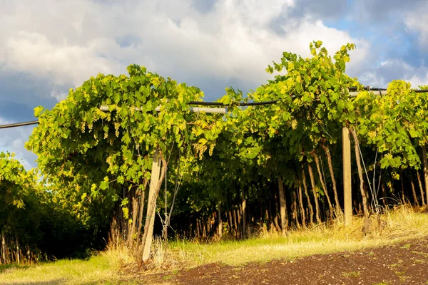 Вид Виноградник Фітта Венето Італія — стокове фото
