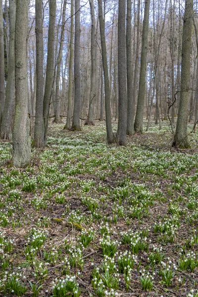 Wczesnowiosenny Las Wiosennym Płatkiem Śniegu Vysocina Czechy — Zdjęcie stockowe