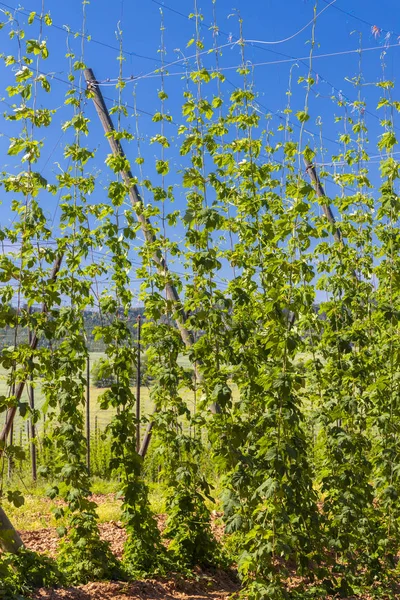 Hop Field Regio Zatec Tsjechië — Stockfoto