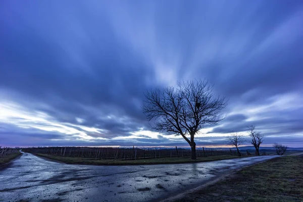 Árbol Con Cielo Antes Del Amanecer — Foto de Stock