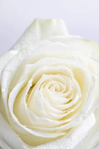 Bílou Růži Bílém Pozadí — Stock fotografie