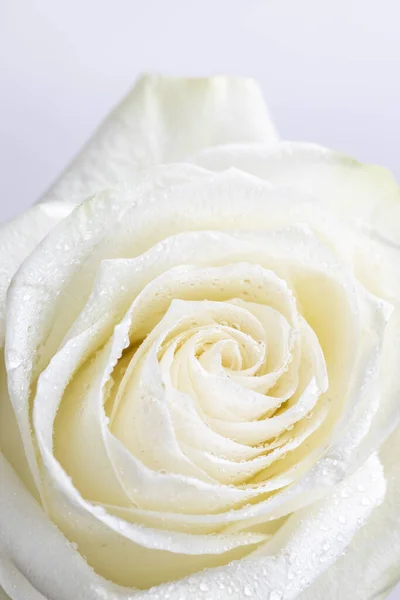 Rosa Bianca Sfondo Bianco — Foto Stock