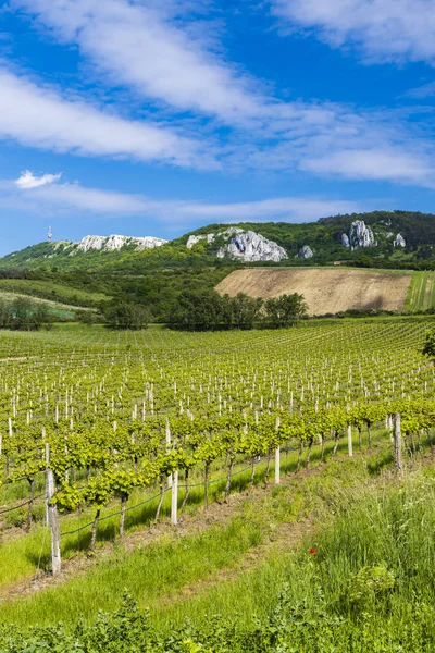 Blooming Apricot Orchard Czech Republic — Stock Photo, Image