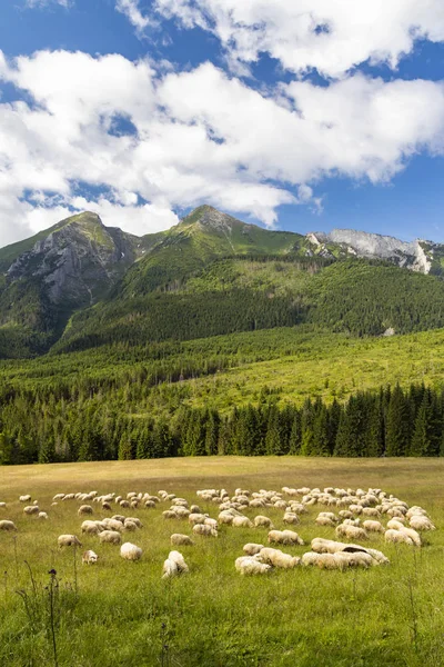 Belianske Tatras Dağlarında Koyun Sürüsü Slovakya — Stok fotoğraf