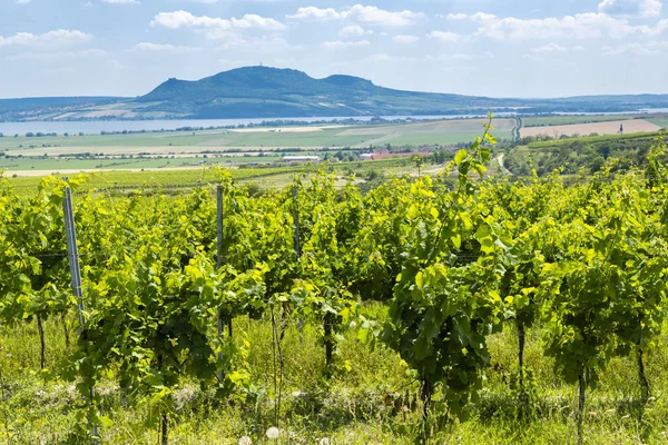 Palava Com Vinhas Perto Popice Morávia Sul República Checa — Fotografia de Stock