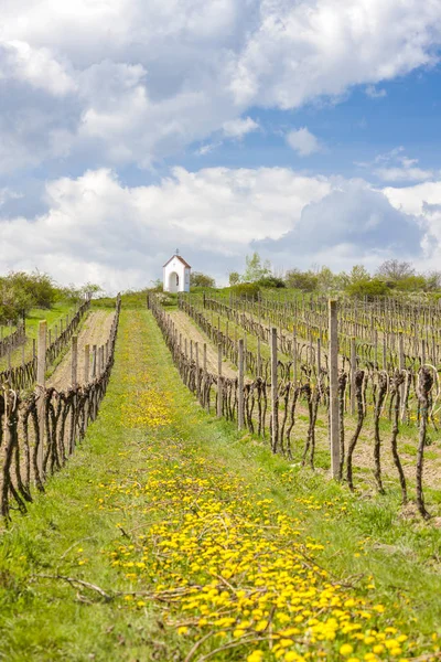 捷克共和国兹诺伊莫地区赫纳尼奇附近的葡萄园 — 图库照片