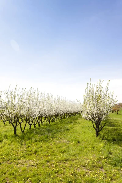 Blommande Aprikosfruktträdgård Tjeckien — Stockfoto