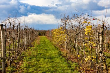 Elmalı meyve bahçesi, Güney Moravie, Çek Cumhuriyeti