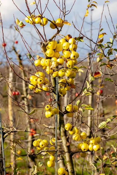 Obstgarten Mit Äpfeln Südmähren Tschechien — Stockfoto