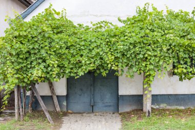 Hajos, Kalocsa County, Güney Büyük Ovası, Macaristan 'daki mahzen yolu.