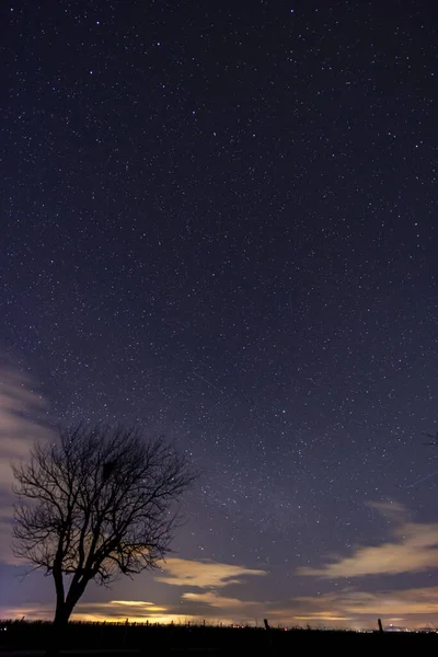 夜明け前の星空の木 — ストック写真