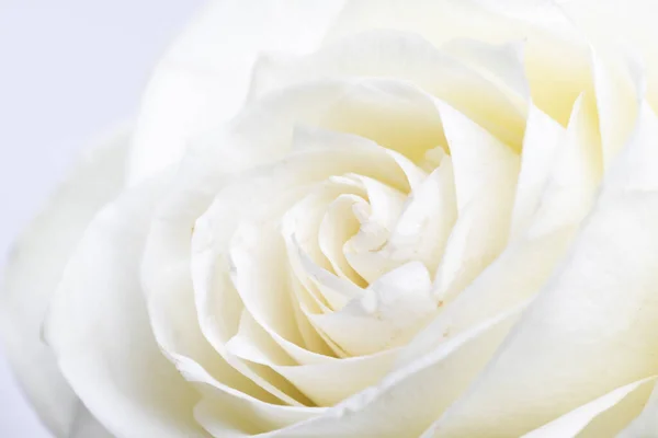 Белая Роза Белом Фоне — стоковое фото