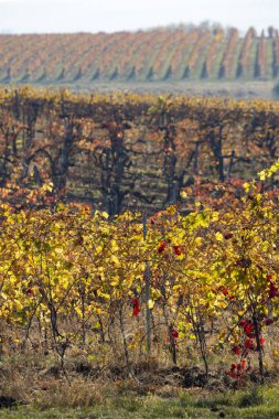 Macaristan 'ın kuzeyindeki Eger kenti yakınlarındaki üzüm bağları