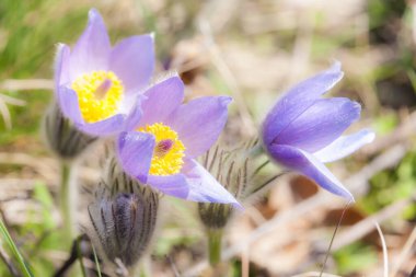 NP Podyji 'de çukur, Çek Cumhuriyeti